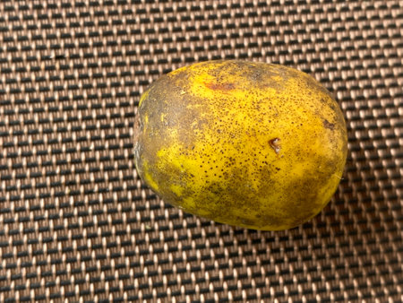 Yellow potato. Close-up. Macro.の写真素材