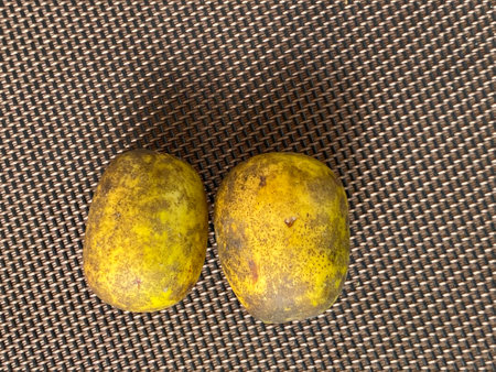 Two yellow potatoes on a brown background. Top view. Flat lay.