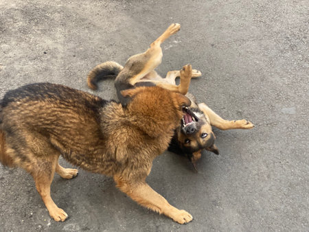 Two stray dogs are fighting on the street. Selective focus.の写真素材