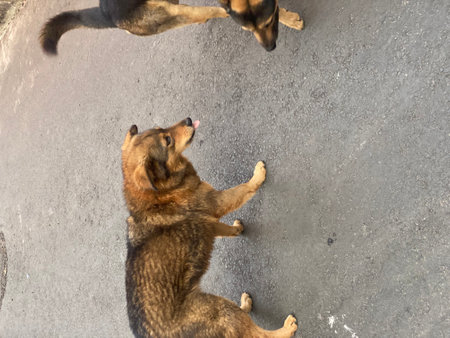 Two dogs playing on the street. The dog is looking at the owner.