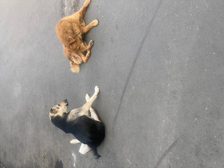 A dog and a cat are playing in the street.の写真素材