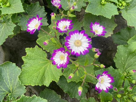 Cineraria is a genus of flowering plants in the sunflower family.の写真素材