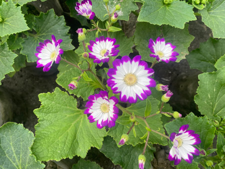 Cineraria vulgaris, commonly known as Mexican cineraria.の写真素材