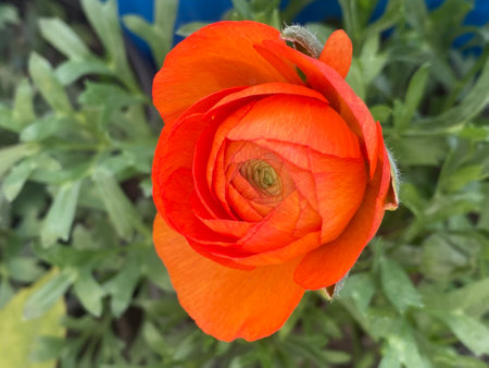 Flower of an orange ranunculus in a garden in springの写真素材