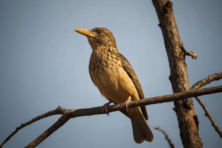 Rufous-throated Starling perched on a tree branch