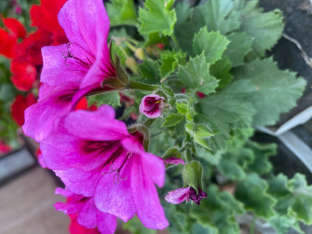 Beautiful pink geranium flowers in the garden. Selective focus.