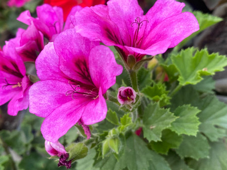 Beautiful pink geraniums in the garden, close-upの写真素材