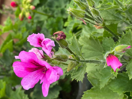Beautiful pink geranium flowers in the garden close-up.