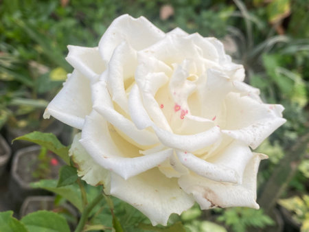 White rose in the garden, close-up of a white roseの写真素材