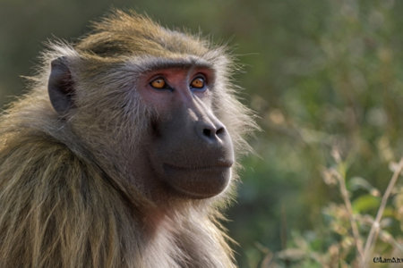 Hamadryas baboon (Papio hamadryas)