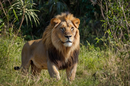 Male lion in Kruger National Park, South Africa ; Specie Panthera leo family of Felidaeの写真素材