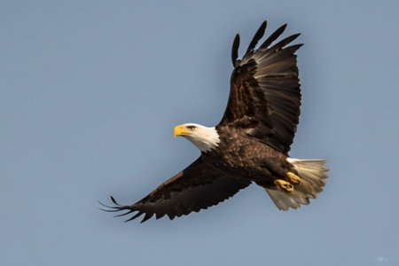 Bald Eagle (Haliaeetus leucocephalus) in flight