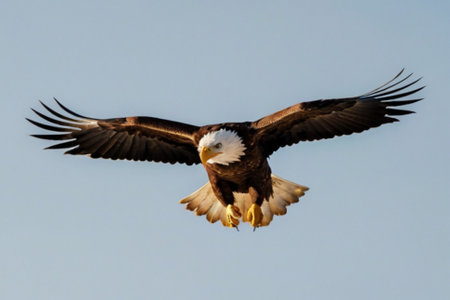 Bald Eagle (Haliaeetus leucocephalus) in flight