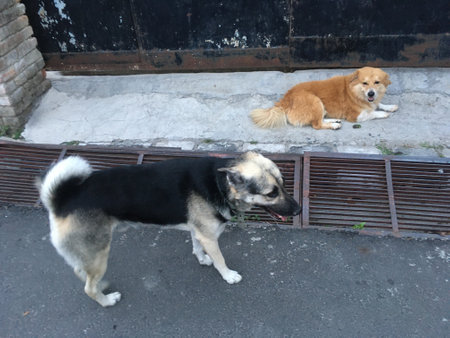 Two stray dogs are sitting on the floor. The dog is looking at the camera.