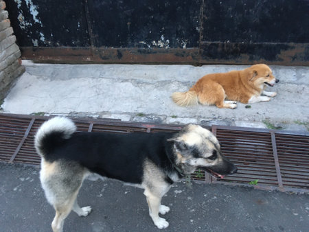 Dogs on the street.