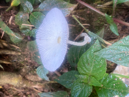 mushroom in the rain forest at Doi Inthanon National Park, Chiang Mai, Thailand