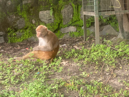 Monkey in the park at Khao Kheow Open Zoo, Thailand