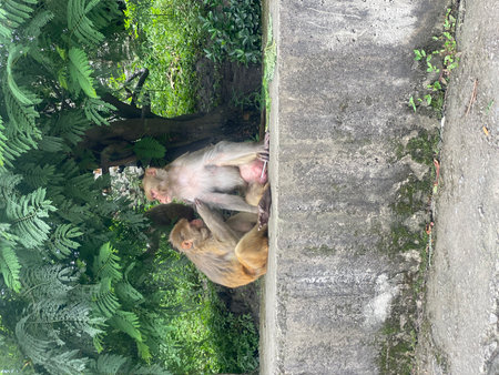 Monkeys on the street in Ubud, Bali, Indonesia