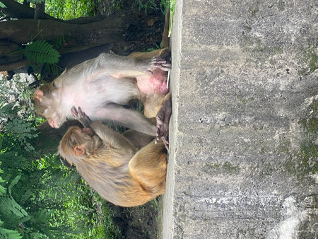 Monkey family in Ubud Monkey Forest, Bali, Indonesia