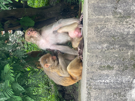 Monkeys in Ubud Monkey Forest, Bali island, Indonesia