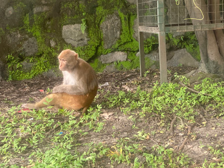 Monkey sitting on the ground in the park. Monkeys in the park.