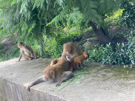 Monkeys in a park in Ubud, Bali, Indonesia
