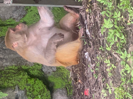 monkey in the zoo at Bali island, Ubud, Indonesia