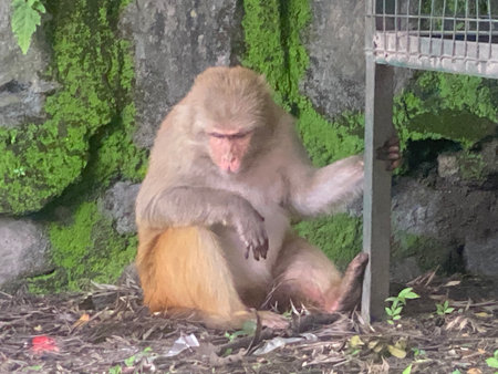Monkey in the zoo at Khao Yai National Park, Thailand