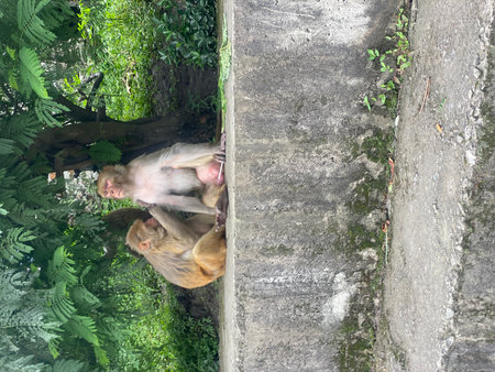Monkey in the temple, Ubud, Bali, Indonesia