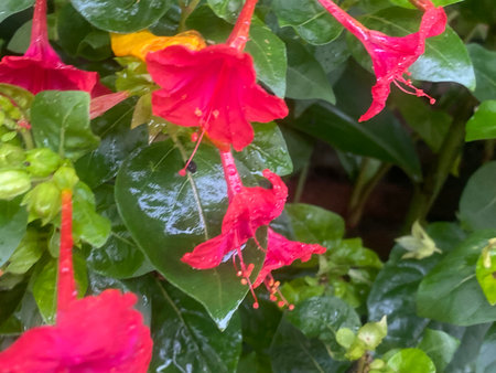 Red and yellow flowers of Mirabilis jalapa in the garden