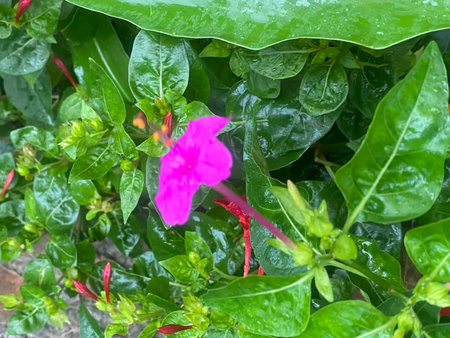 Beautiful pink flower with green leaves in the garden. Nature backgroundの写真素材