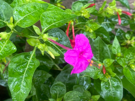 Pink flower of Mirabilis jalapa in the garden.の写真素材