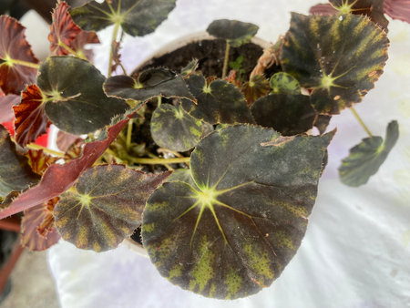 Begonia semperflorensis, Begonia semperflorensis