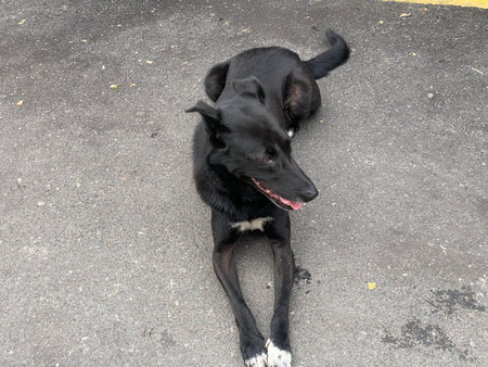 Black dog lying on the road and looking at the camera with tongue outの写真素材