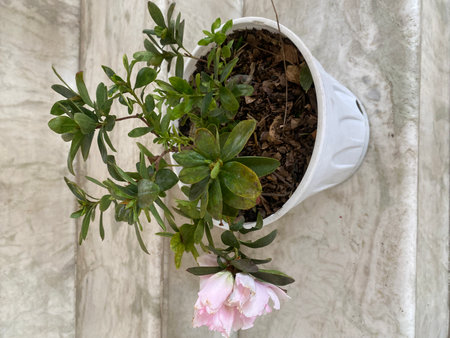 Flower pot with pink rhododendron in the interiorの写真素材