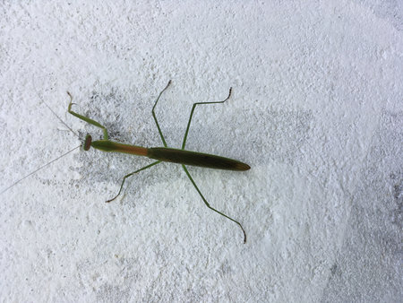 Praying mantis on white cement floor background, top view