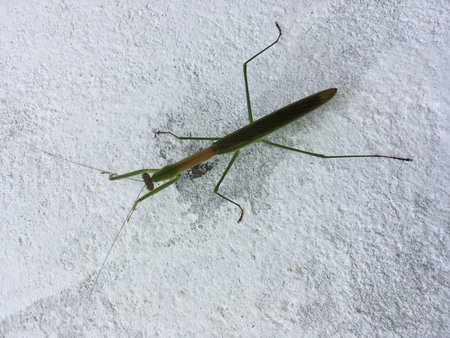 Praying Mantis on a white wall (Mantis religiosa)