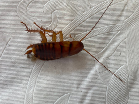 Cockroach on the white background. Close-up of cockroach.
