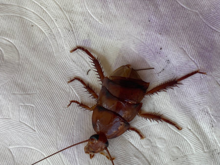 Cockroach on the white background. Close-up of cockroach.