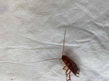 Cockroach on the floor. Cockroach in the house.