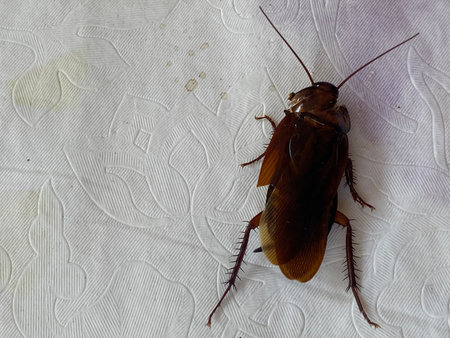 Cockroach on the white background.