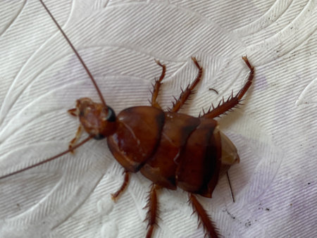 Cockroach on white background.