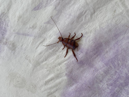Cockroach on a paper sheet.