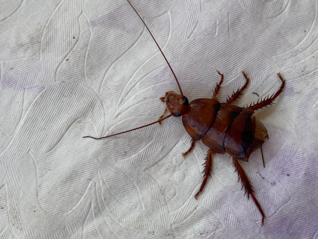 Cockroach on a white sheet of paper. Close-up.
