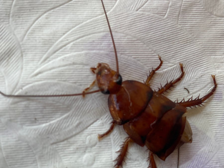 Cockroach on white background. Close-up of cockroach.
