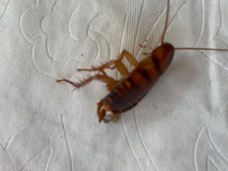 Dead cockroach on the white sheet of paper.