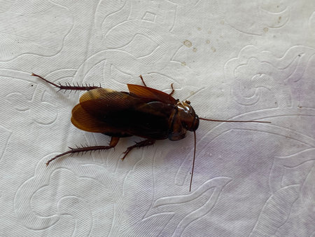 Cockroach on a white background.