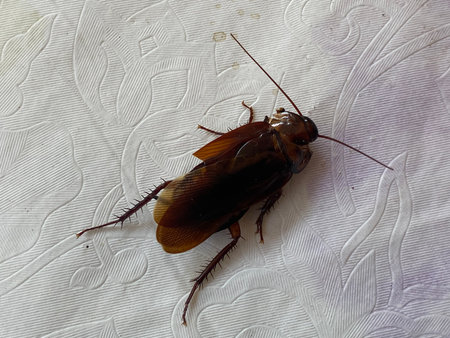 Cockroach on the white background.