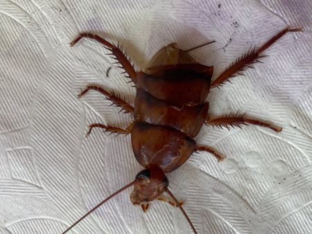 Close up of cockroach on a white sheet of paper.