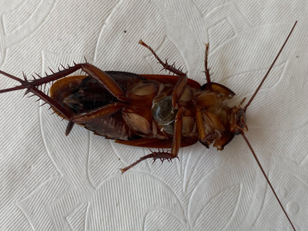 Dead cockroach on white background. Close-up of dead cockroach.